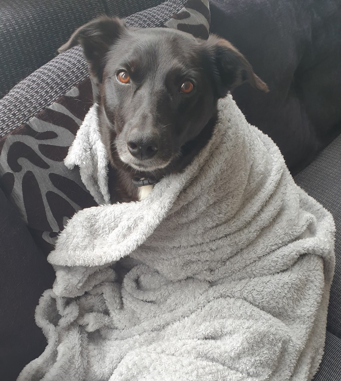 home comforts dog