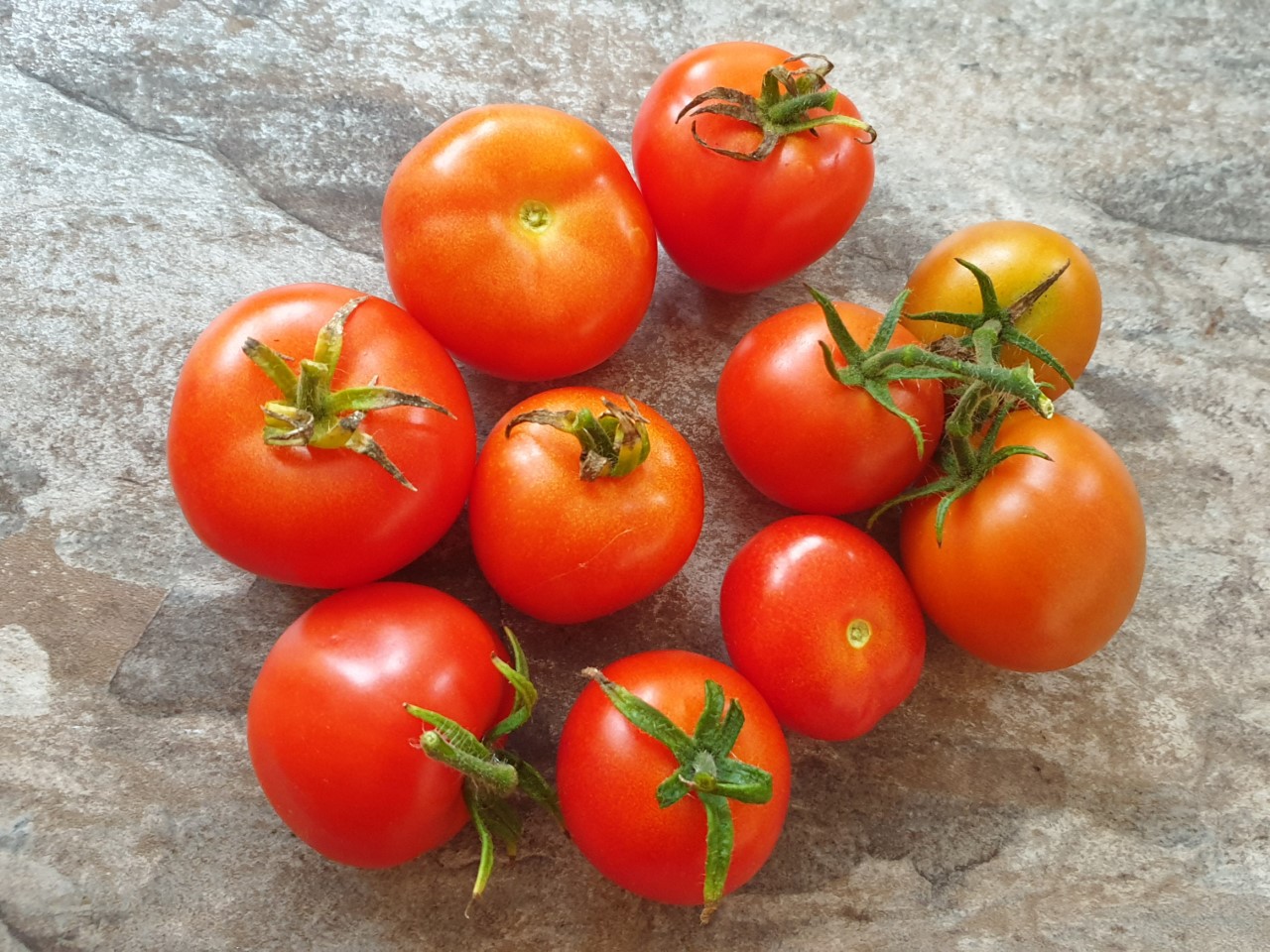 tomatoes from neighbours