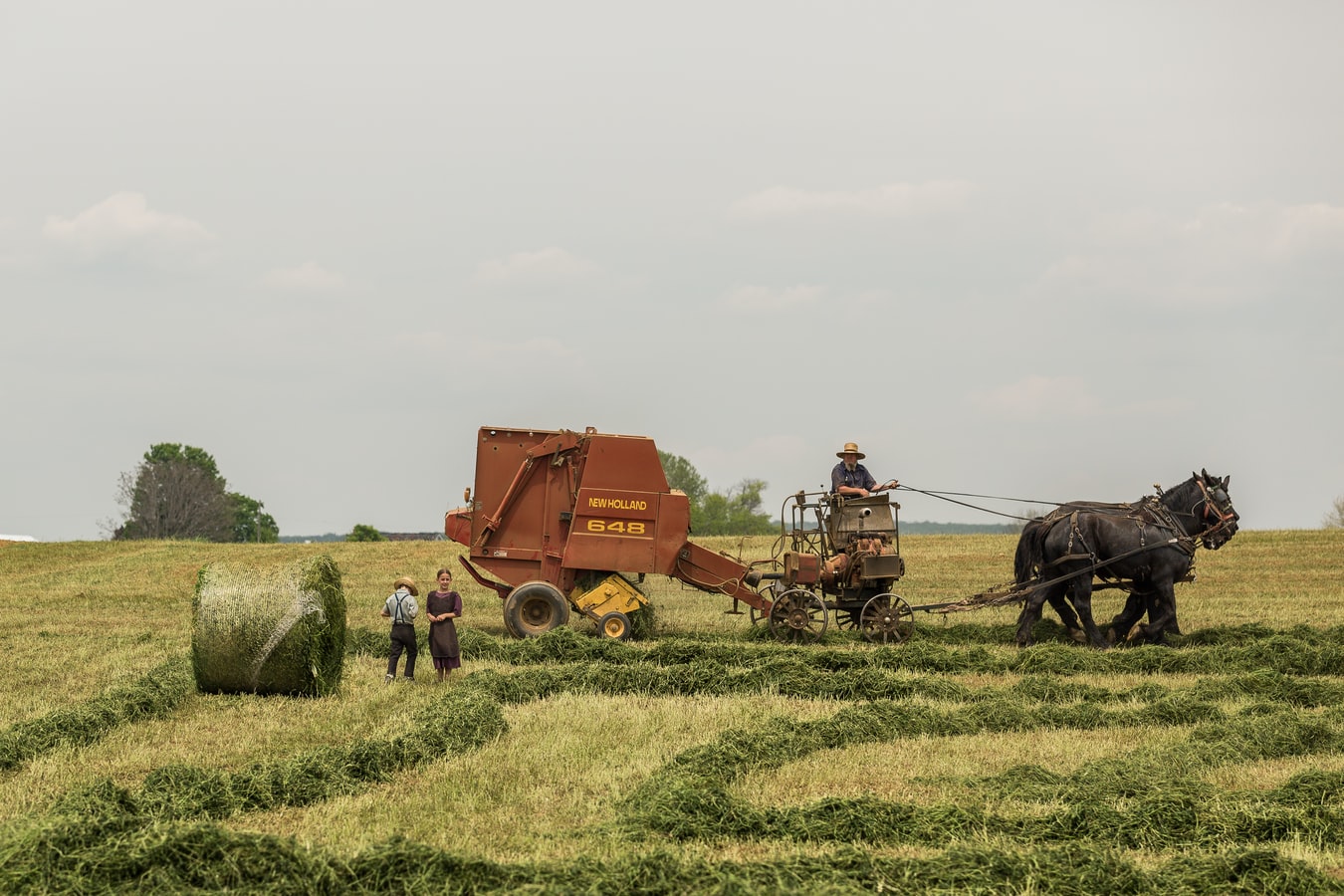 allergies less in amish children
