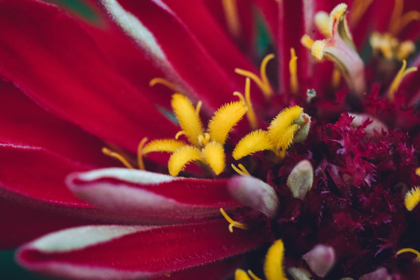 rise in pollen allergies