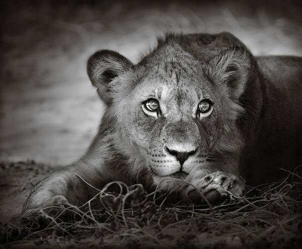 lion wall art