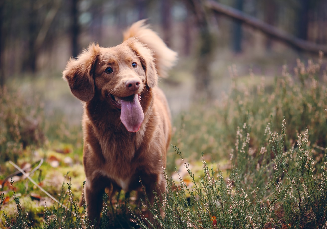dog walks