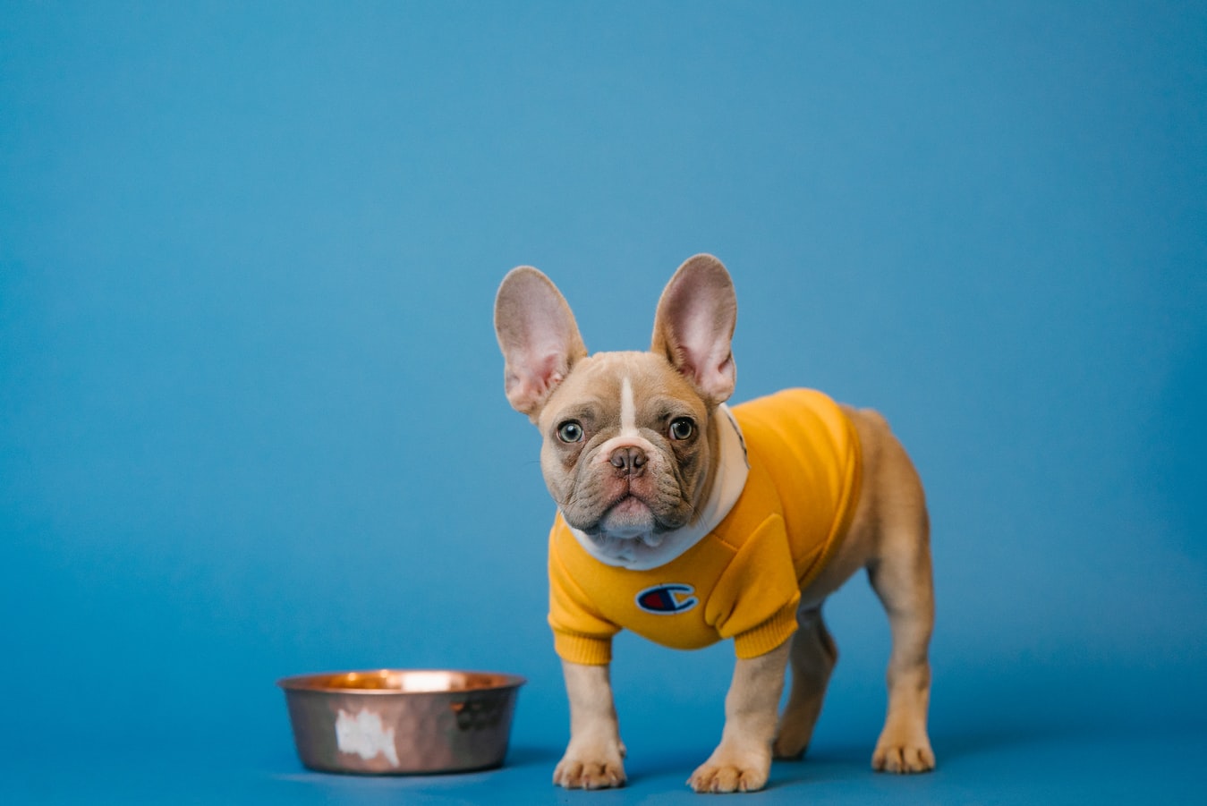 Choosing the Perfect Diet for Your Puppy: A Guide