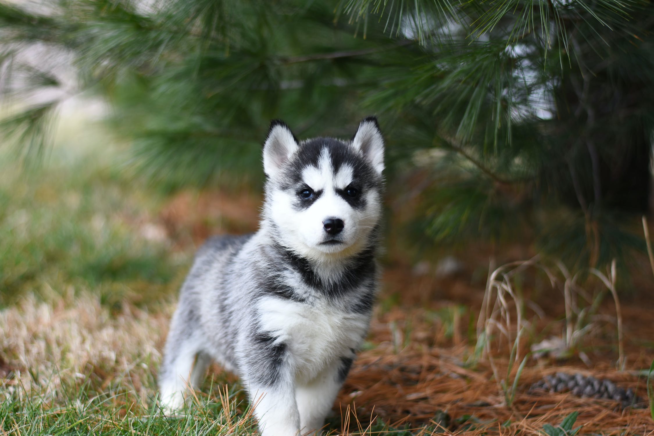 puppy