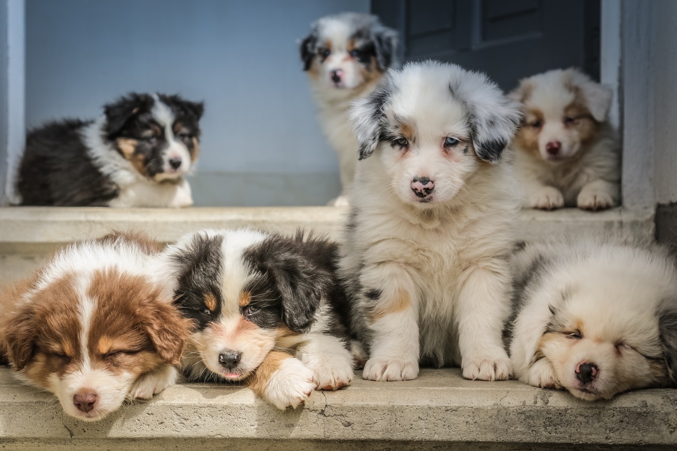 Perfect Diet for Your Puppy