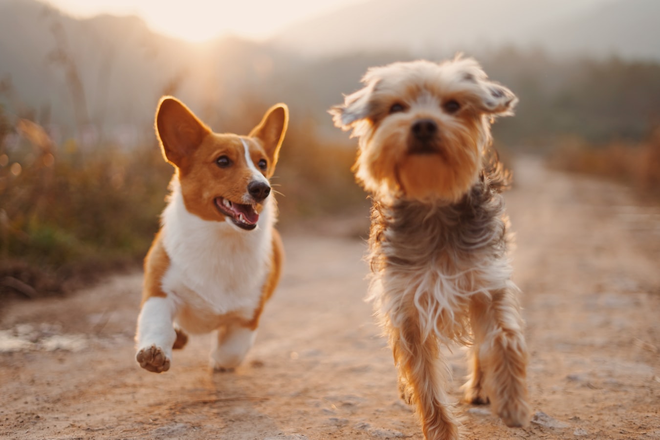 5 Ways To Socialize Your New Dog With Other Animals