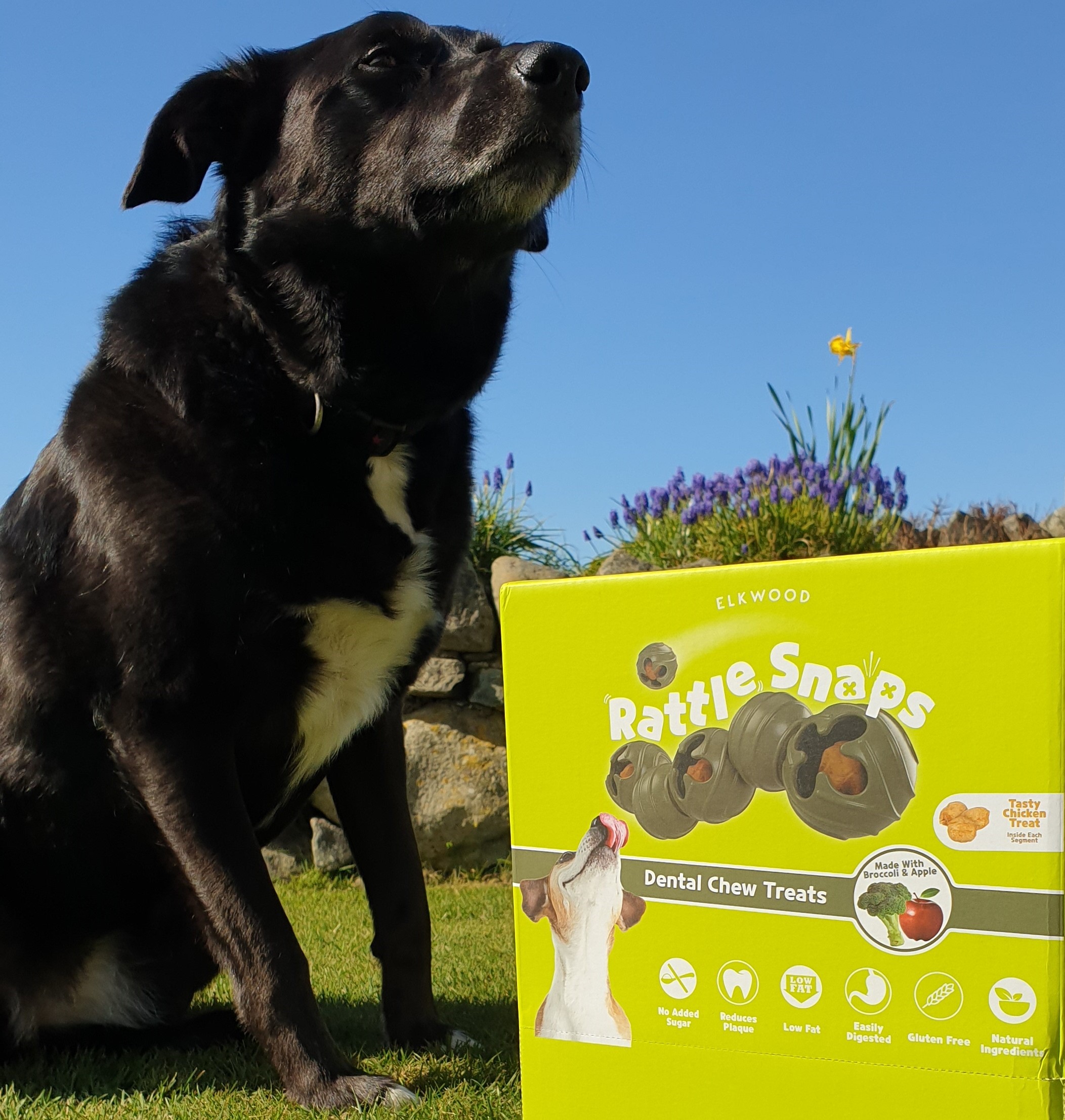 rattlesnap dental chew for dogs