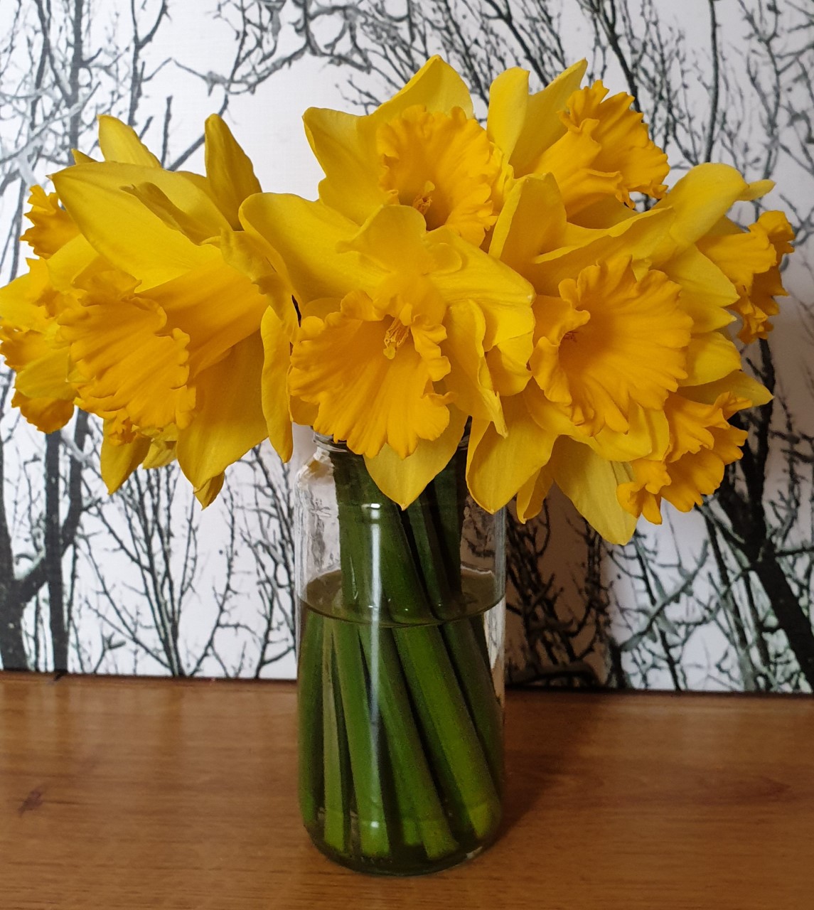 daffodils