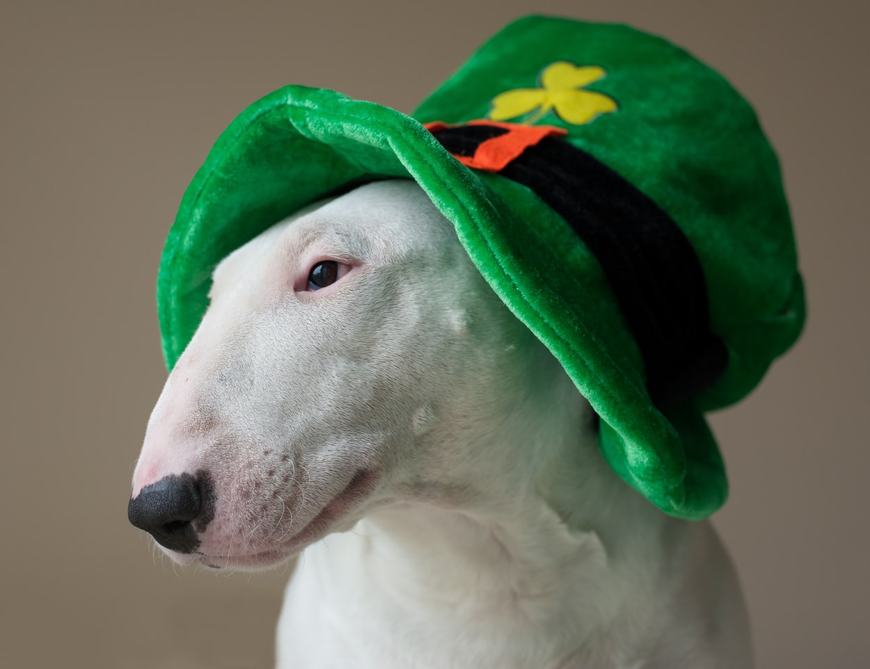 St Patrick's Day celebrations