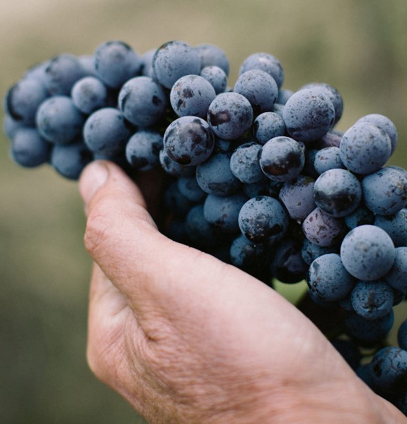 wine gifts grapes
