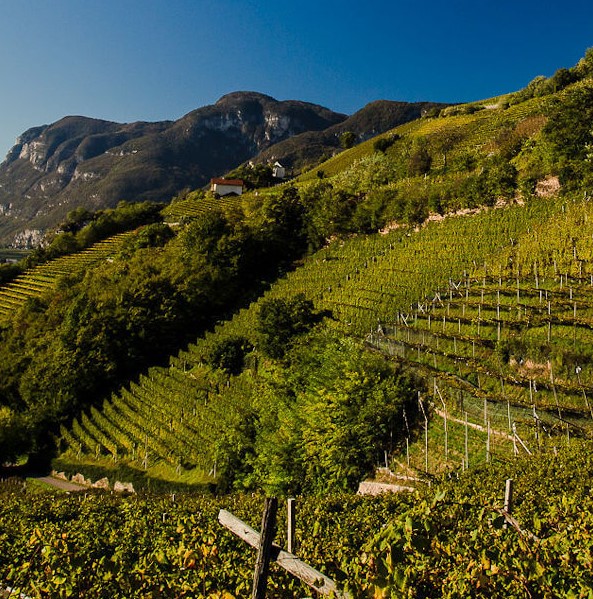 pinot noir wine