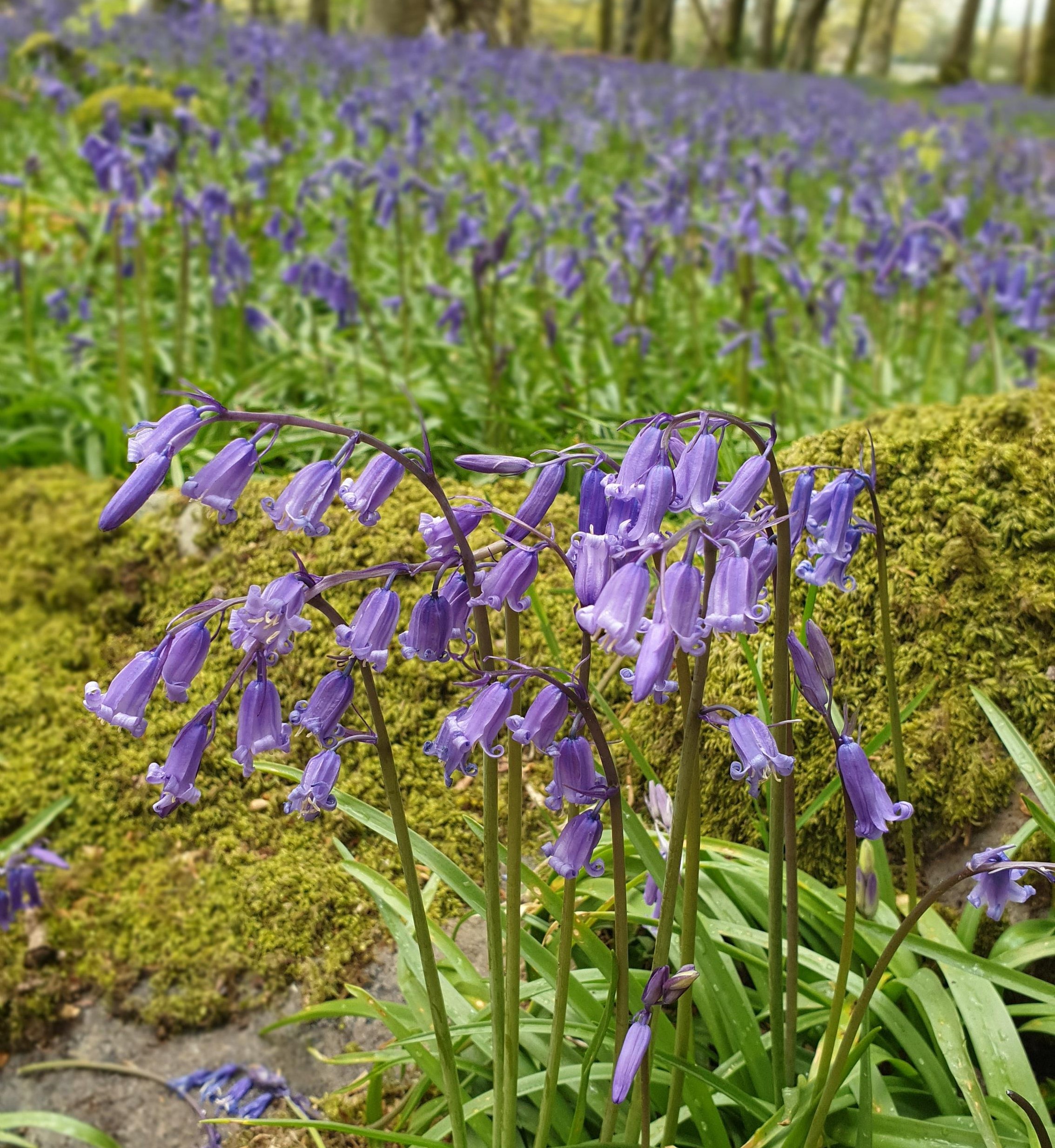 bluebells