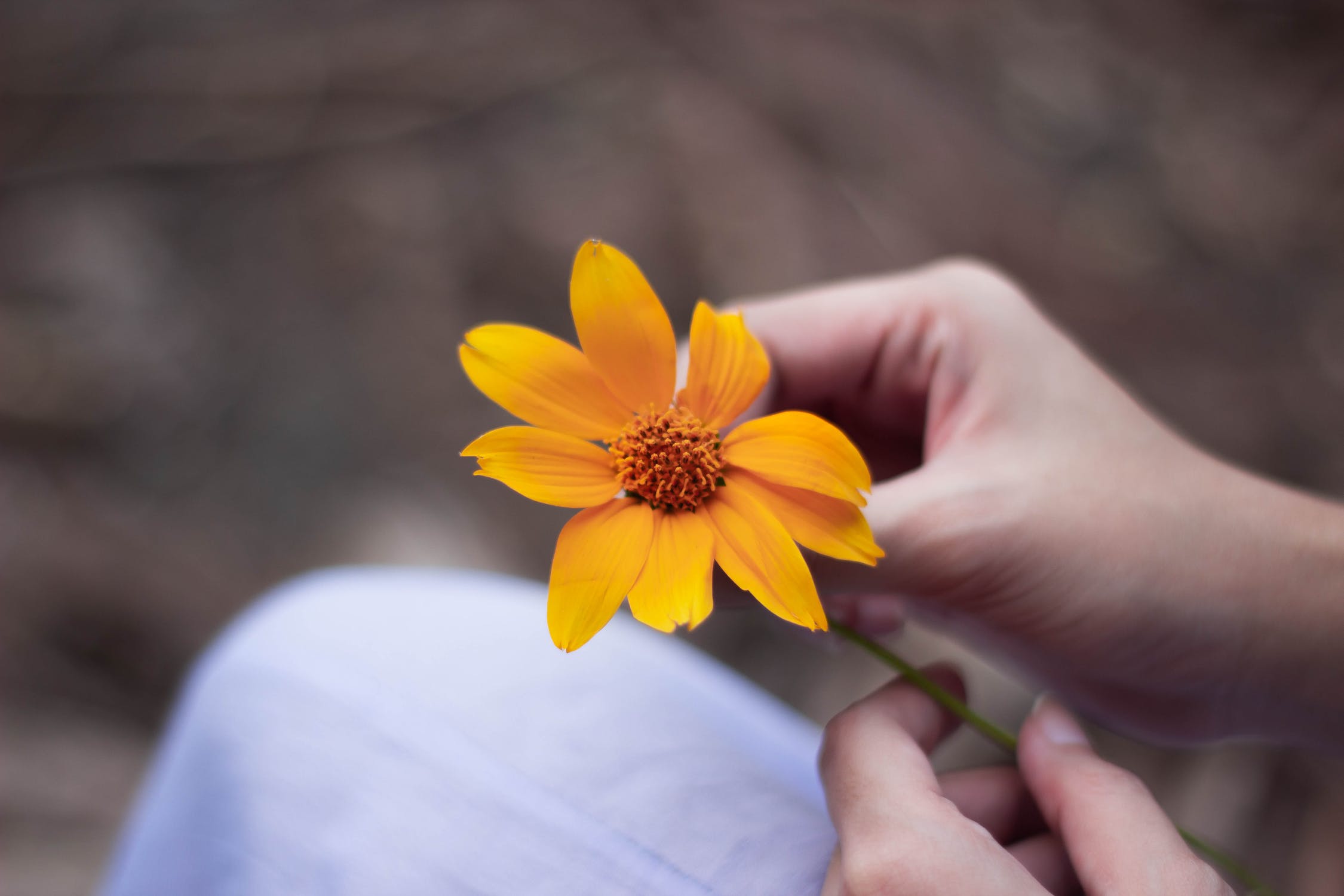 calendula to combat body acne