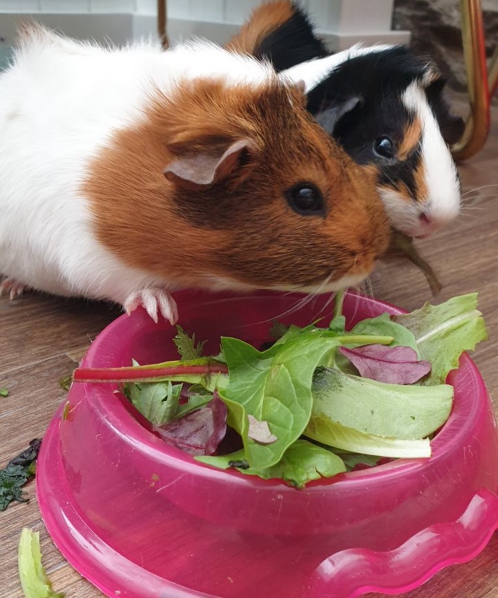 guinea pigs