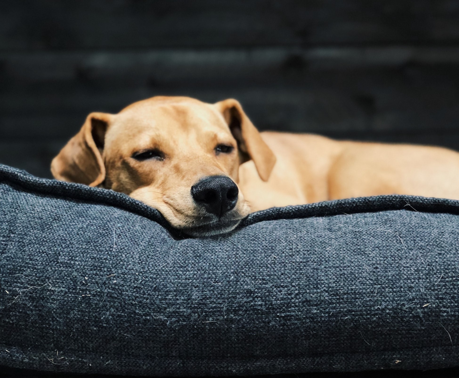 How To Create The Perfect Sleep Routine For Your Dog