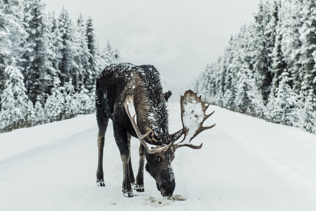 Canada winter