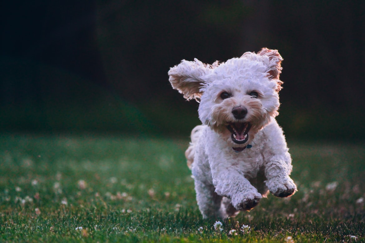 Some Ideas To Keep Your Family Dog Happy And Healthy