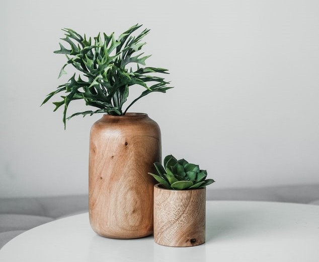 plants