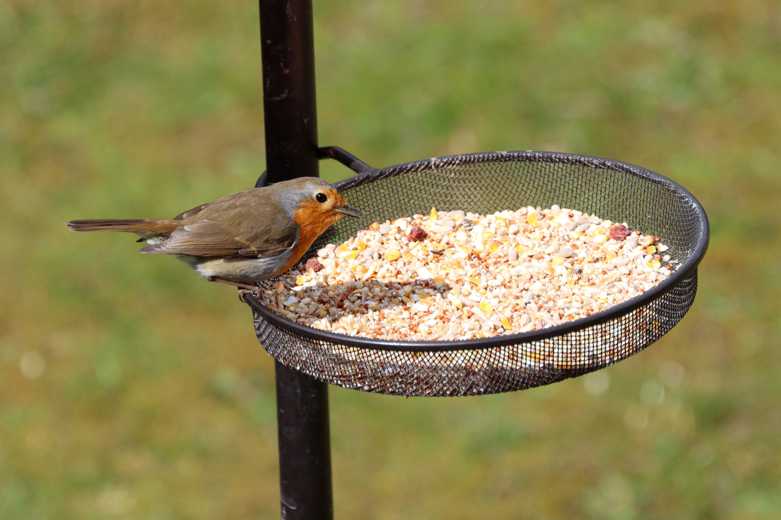 robin bird feed