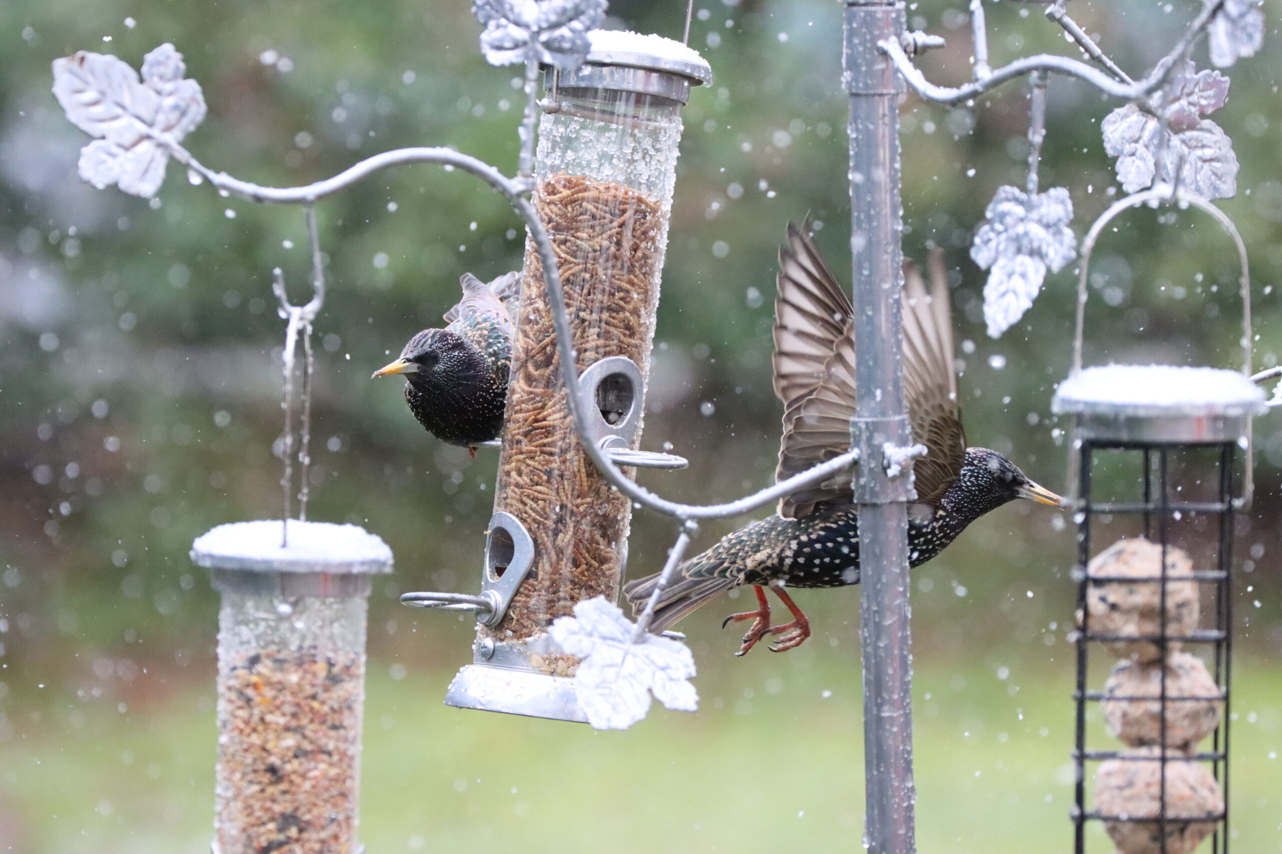 bird feeder