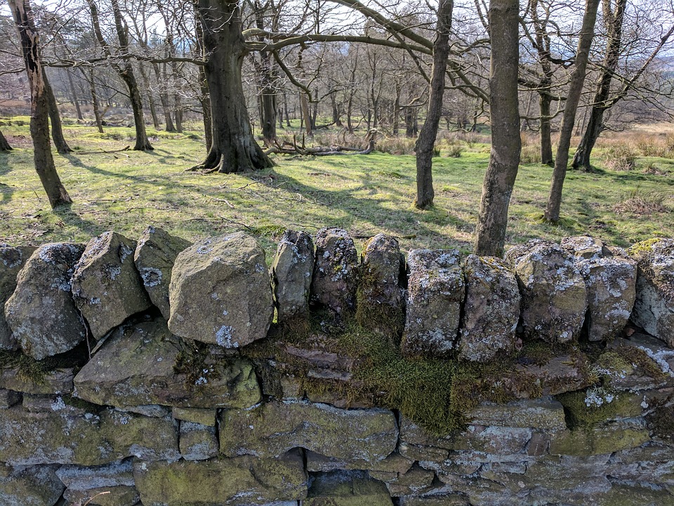 moor