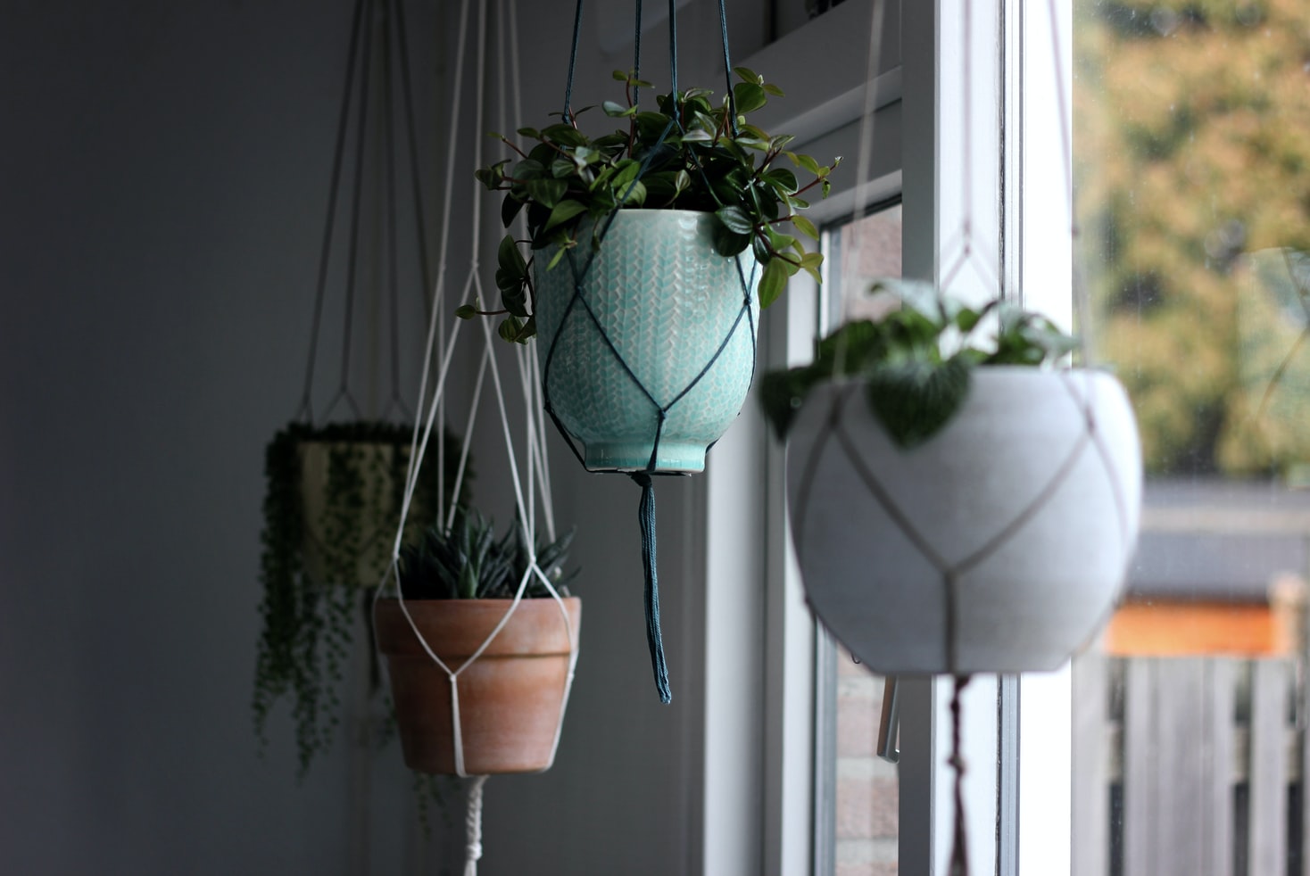 interior design trends plants