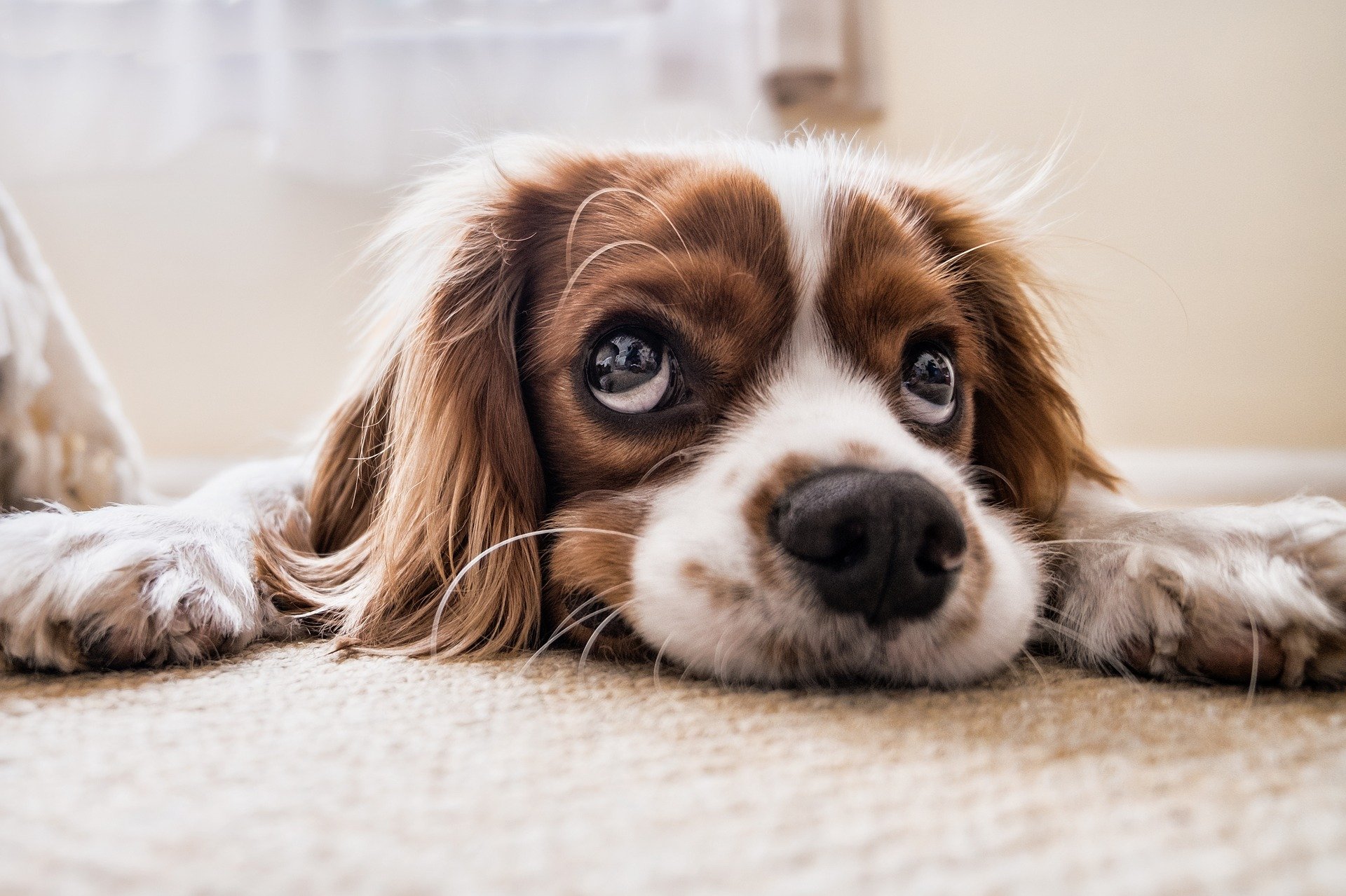 pet carpet
