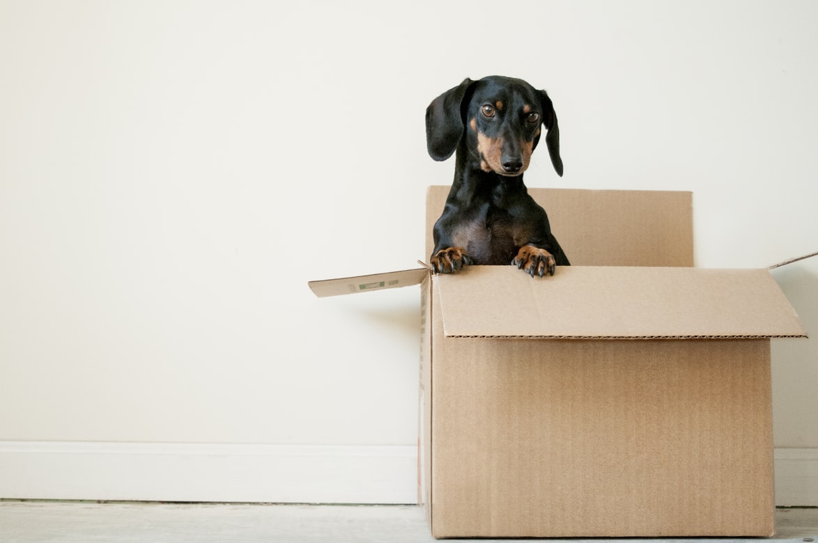 5 Tips When Moving Your Pets Abroad