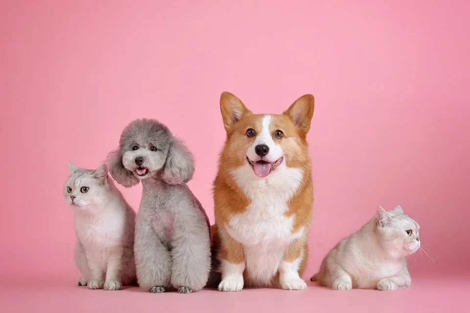 Best pet friendly flooring