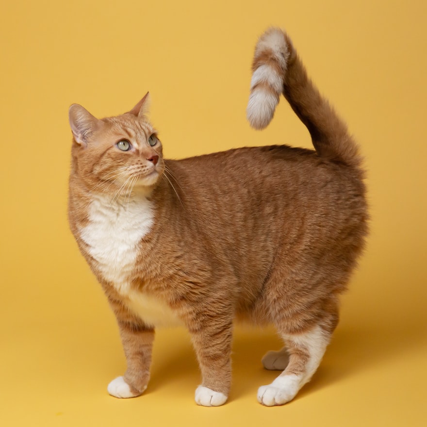 Three Tips For Making A Rescue Cat Feel At Home