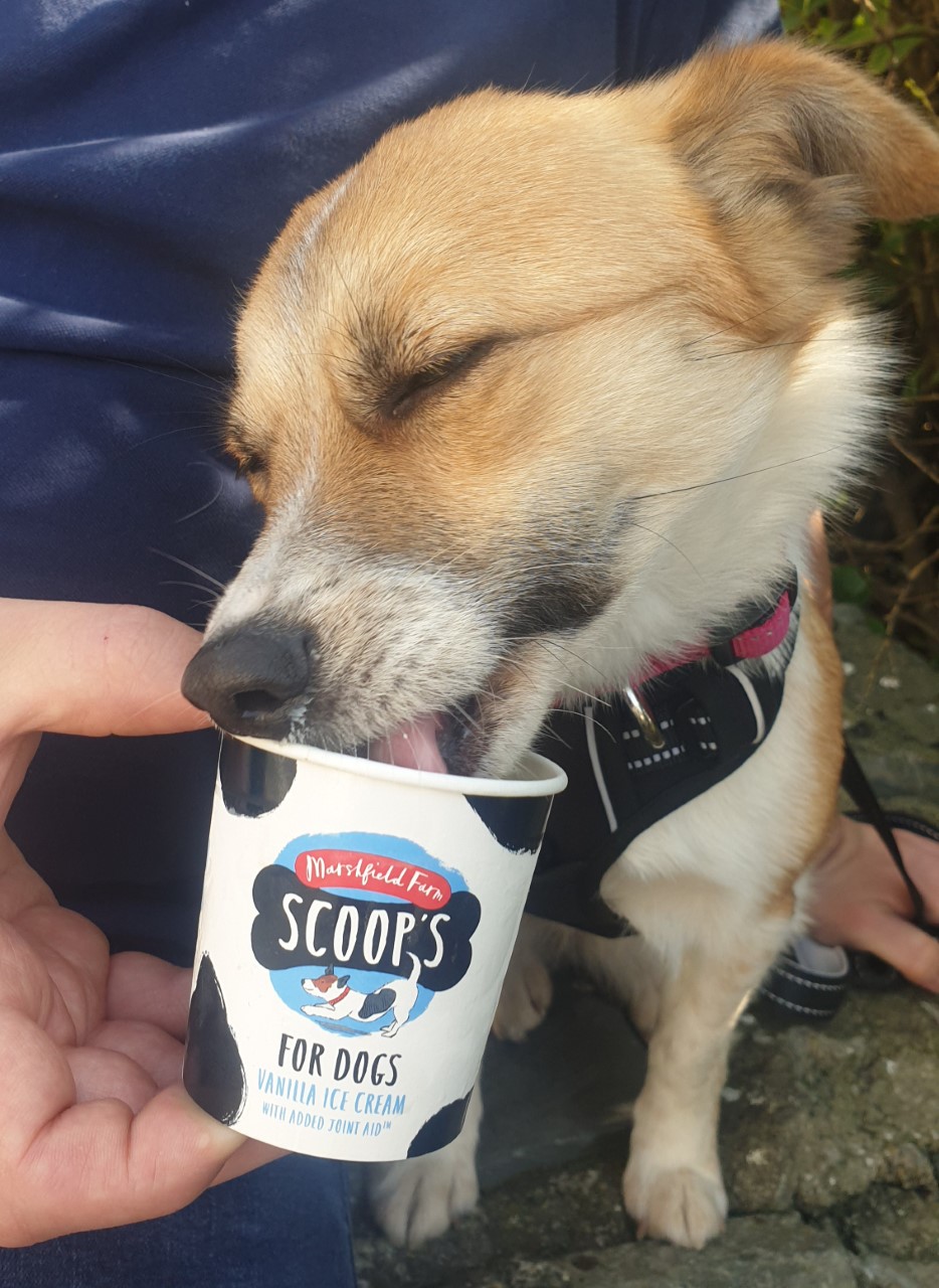 dog ice cream