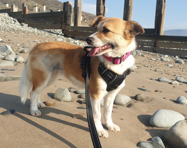 dog walk