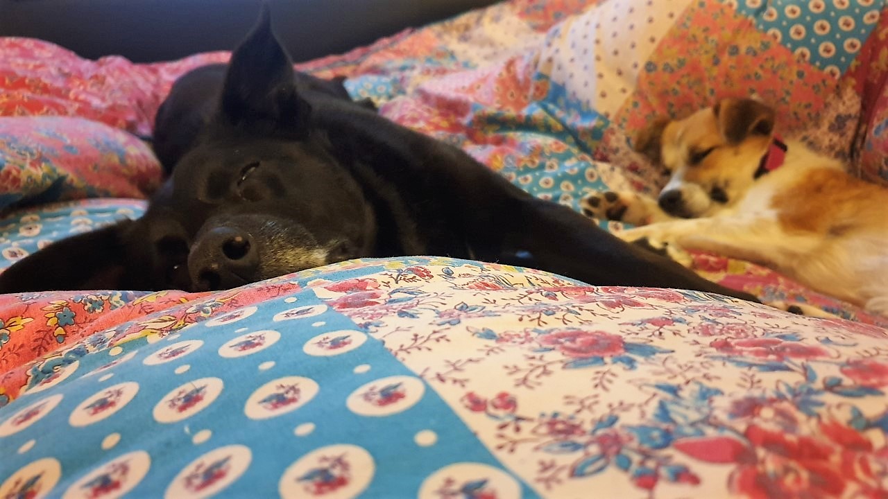 dogs