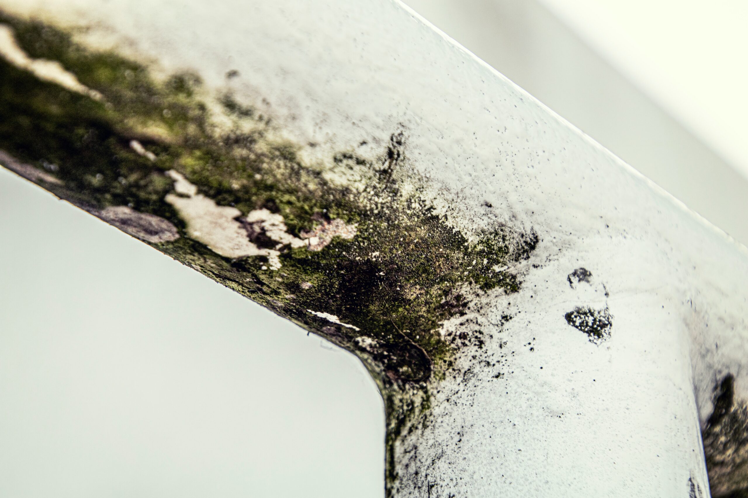black mould