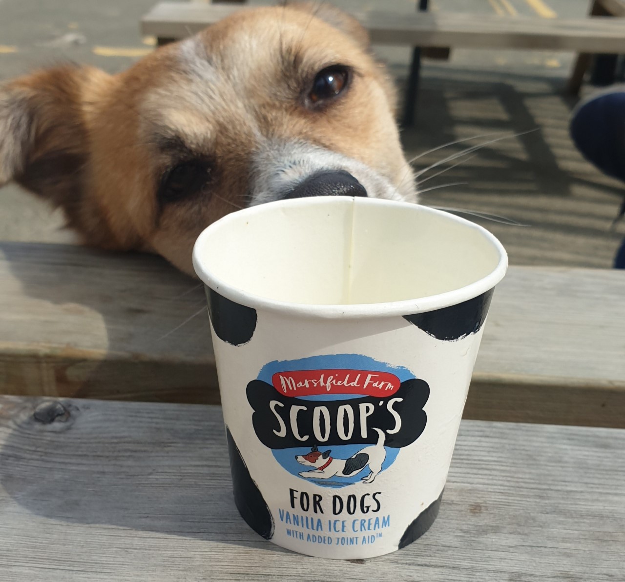 dog ice cream