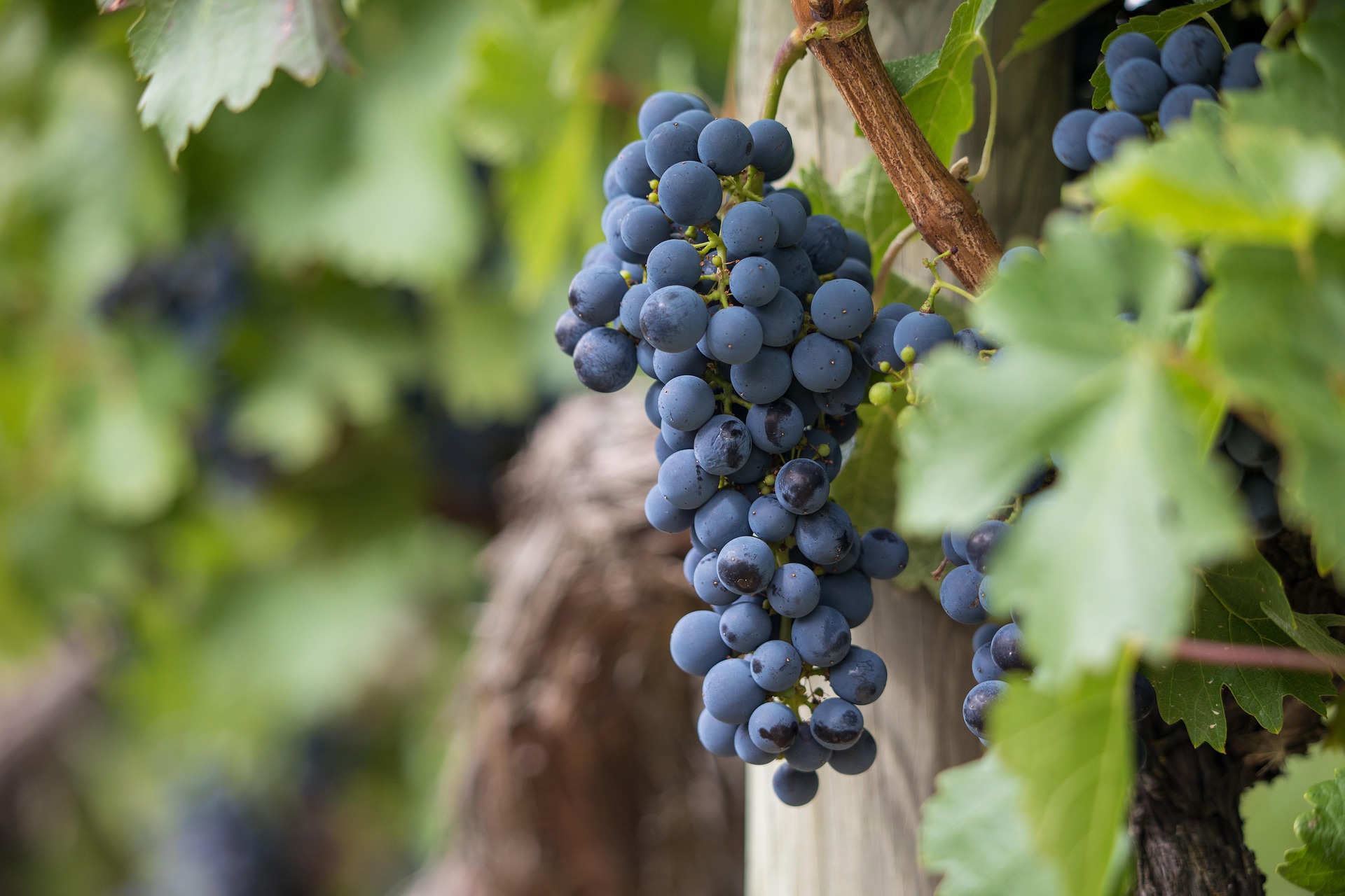 wine