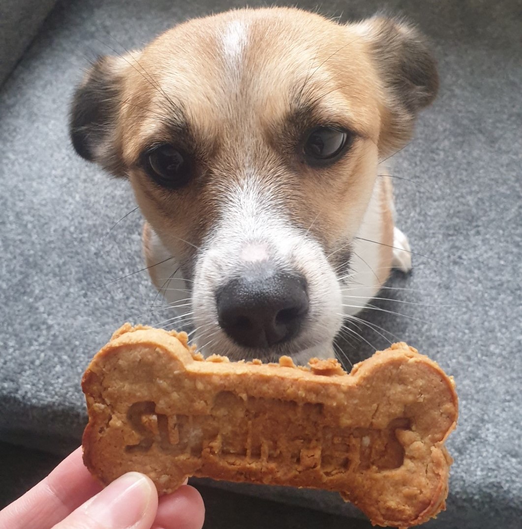 Week 38: New Jobs, Driving and Dog Treats