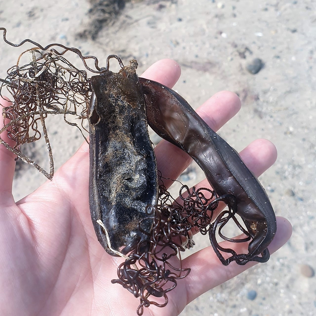 eggcase