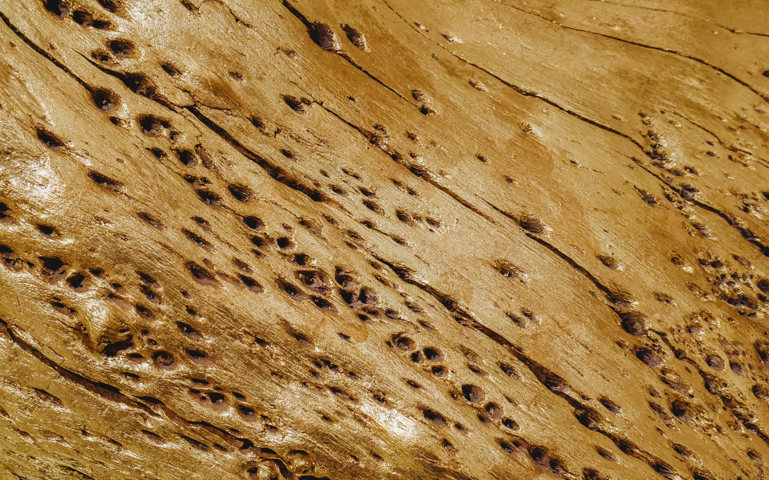 termite damage at home
