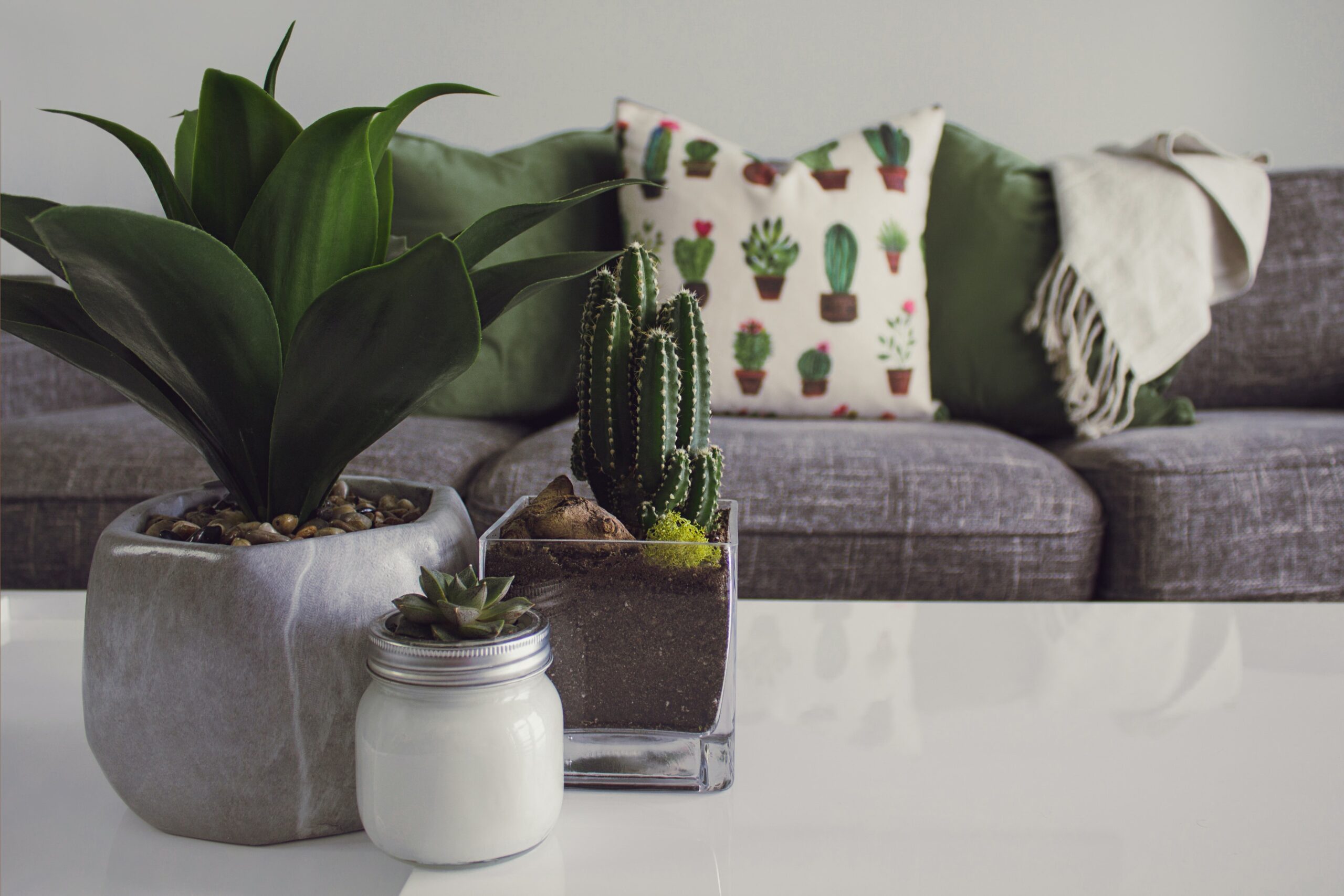 houseplants
