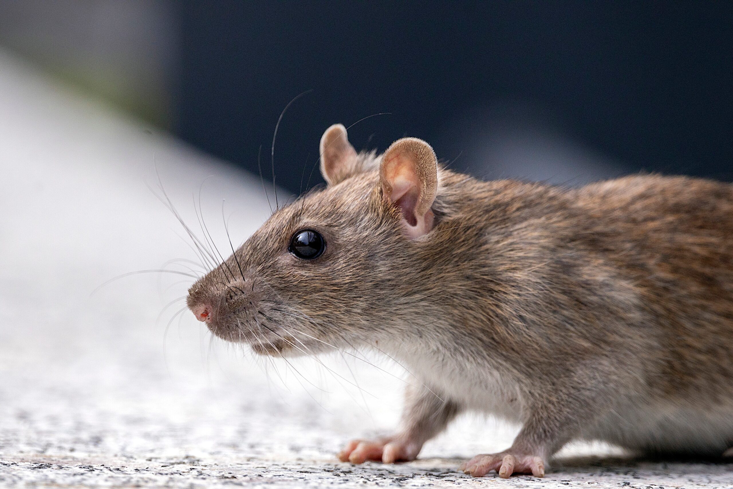 The telltale signs you’ve got pests