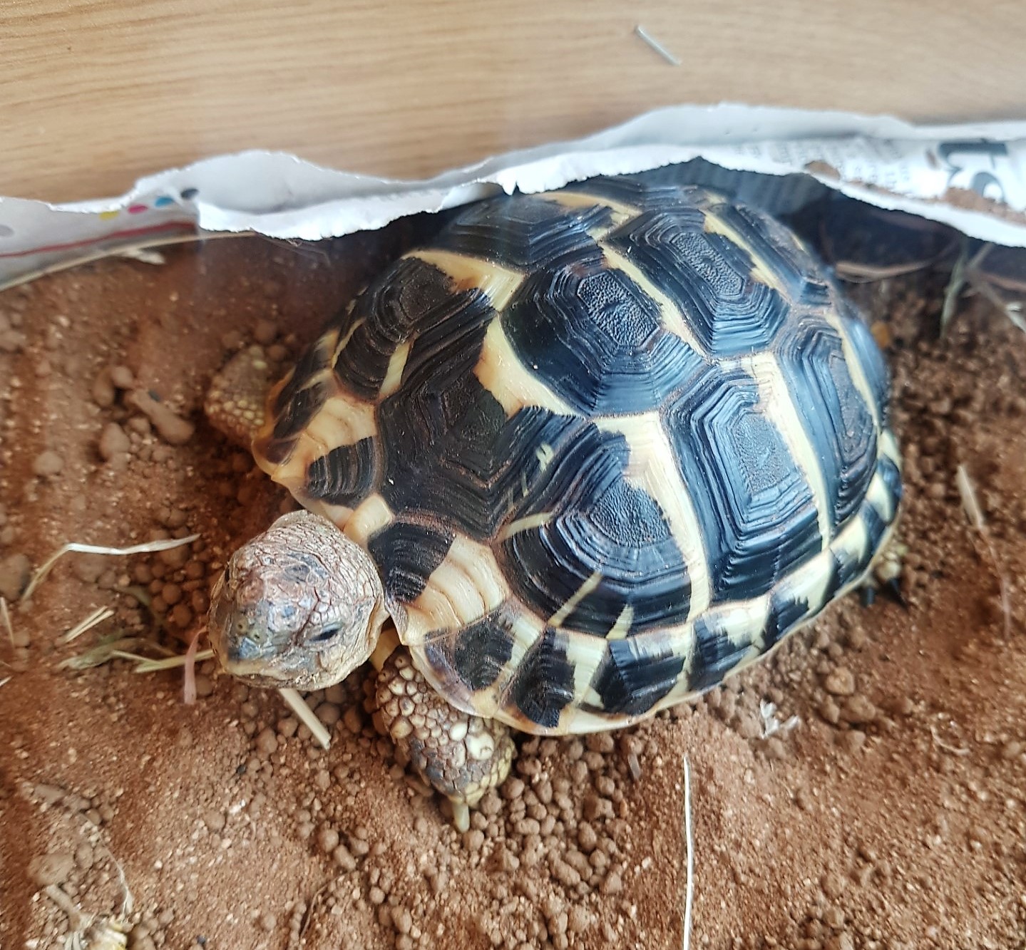 Week 33: Meeting A Tortoise and Dinner Out