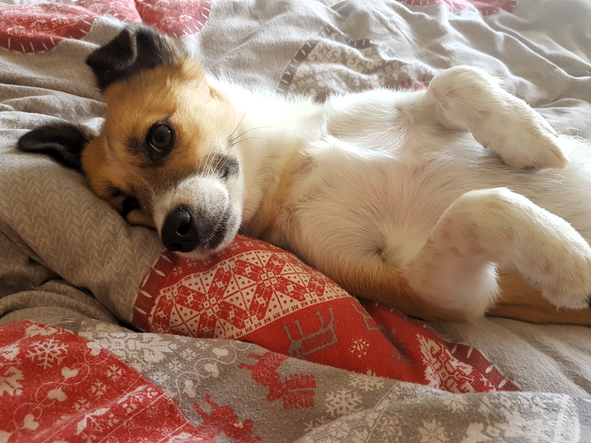 Bella dog