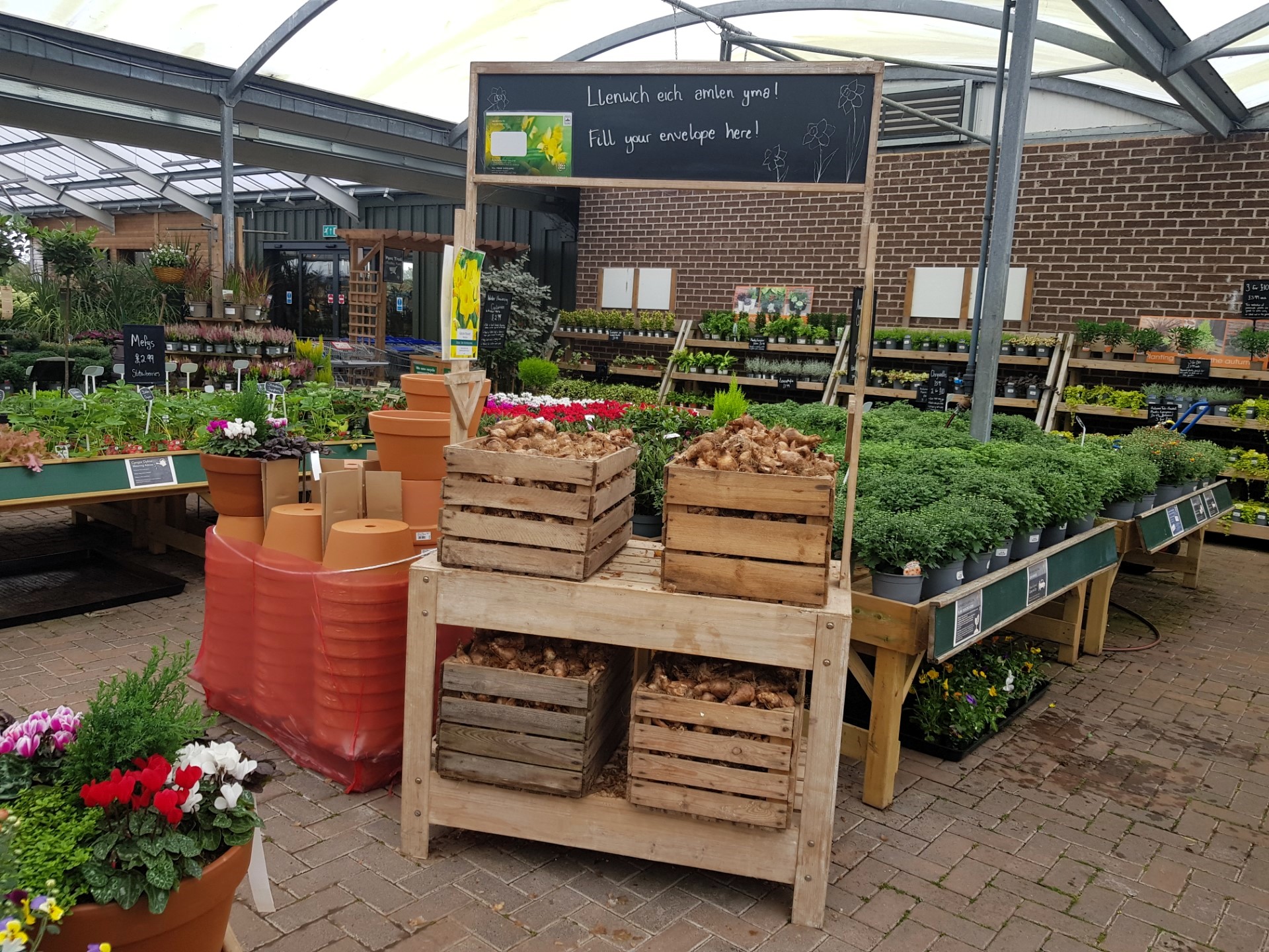 free daffodil bulbs