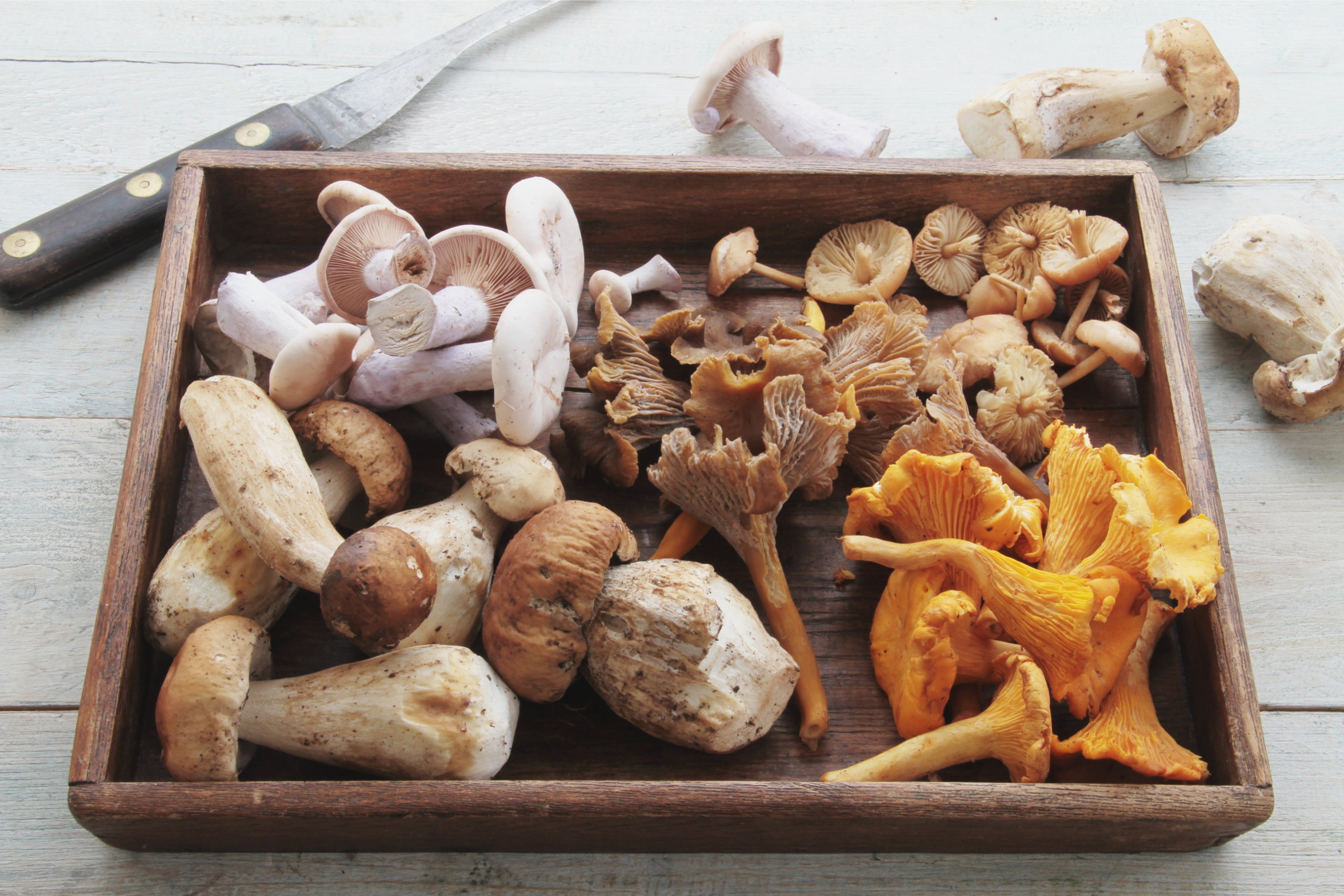 wild foraging