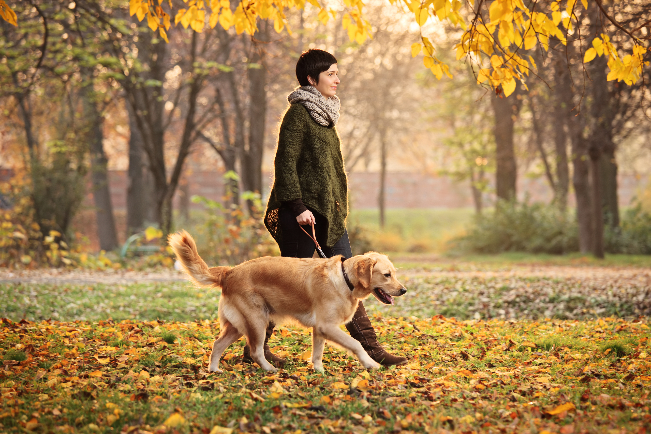 Why having a dog can enrich your life?