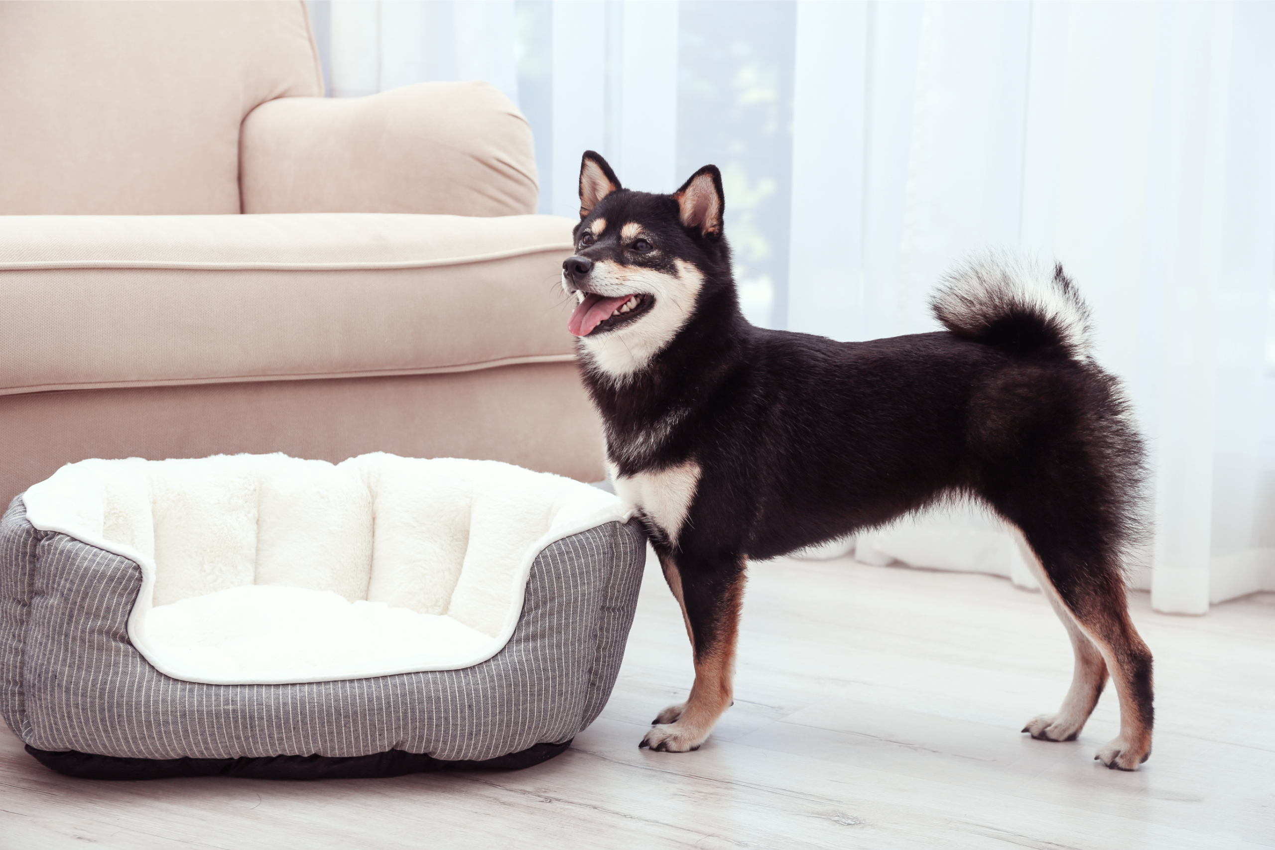 dog no collar