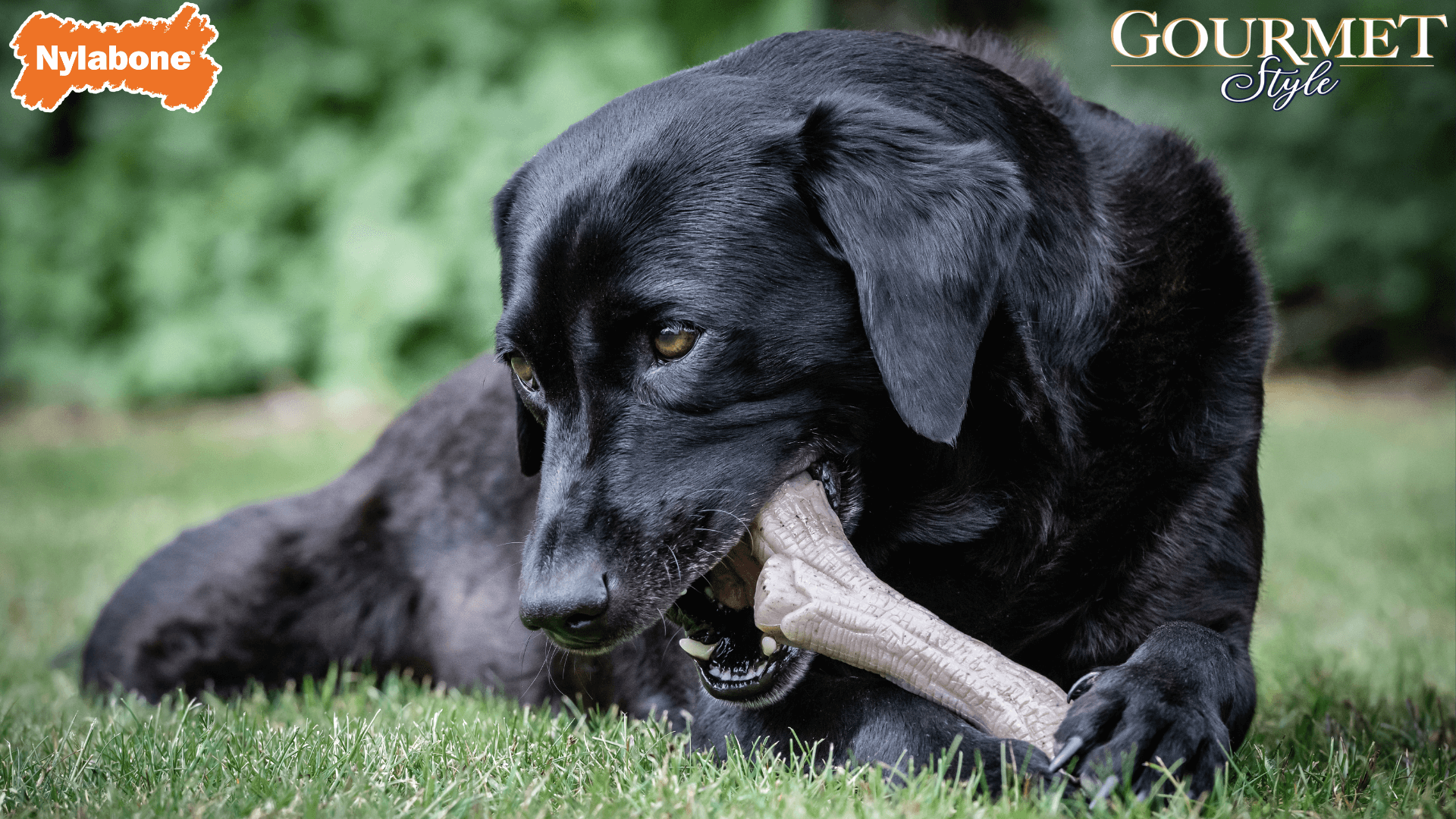 Nylabone gourmet