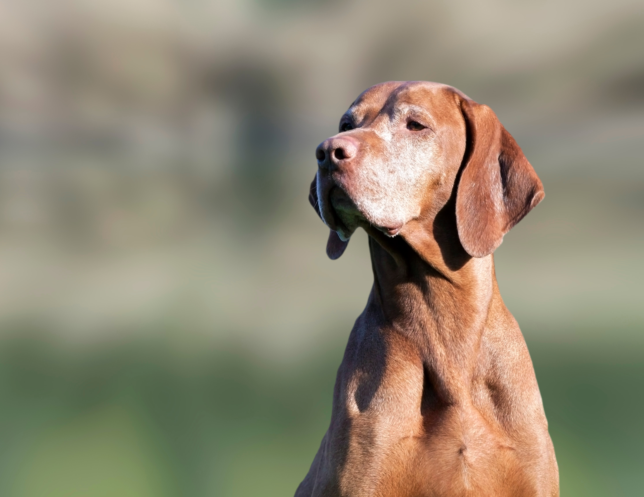6 Tips to Keep a Senior Dog in Good Shape