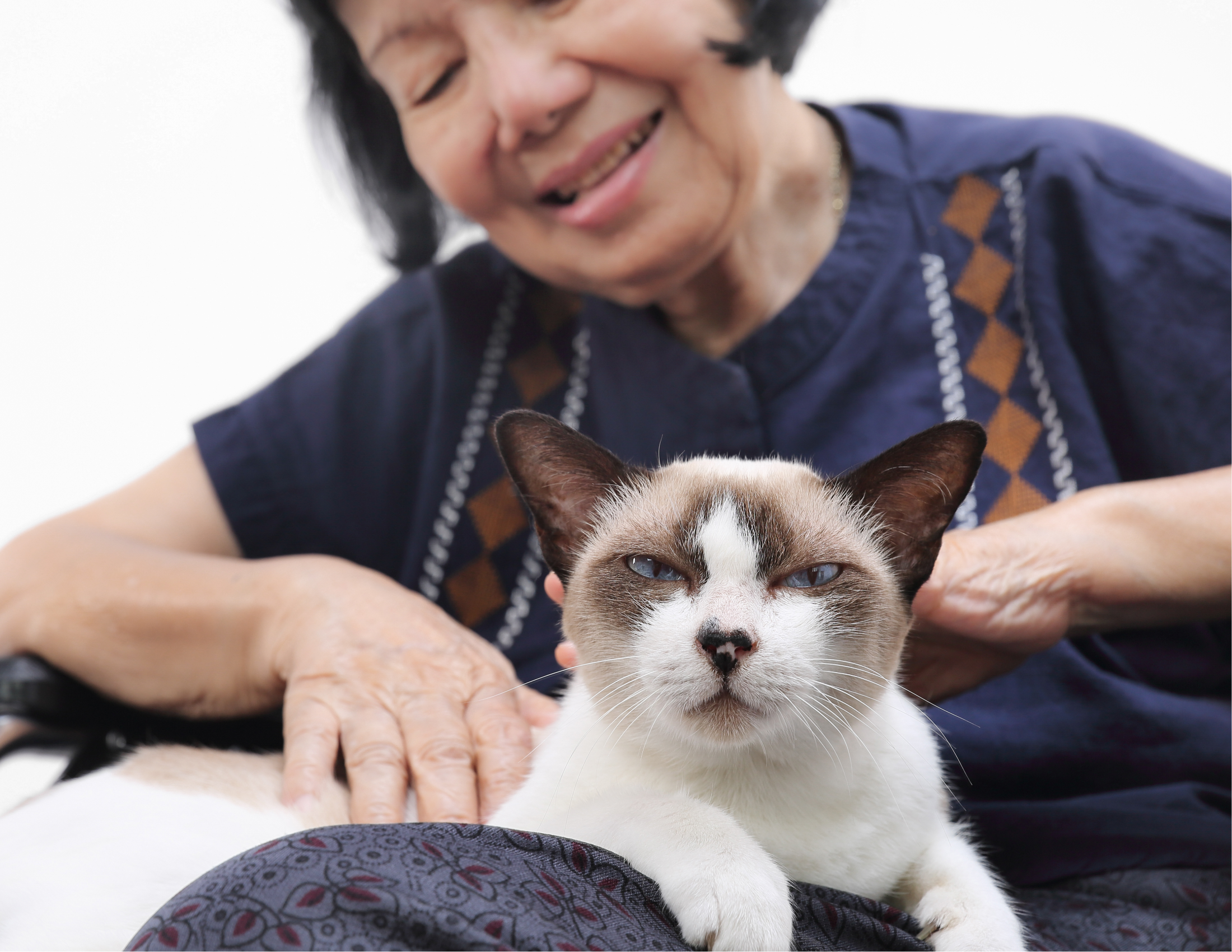 pet therapy in care homes